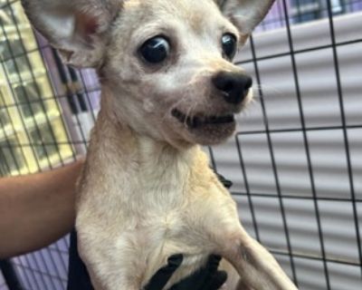 Health Vaccinations up to date.. Puppy Female Small Yellow / Tan / Blond / Fawn , Black