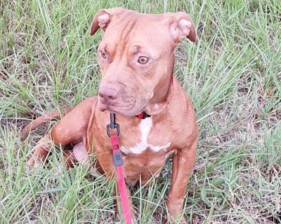 Phoenix - Mixed Breed Female Dog for Adoption