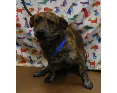 Brownie HW+ - Mixed Breed (Small)/Mixed Breed (Medium) Mix Male Dog for Adoption