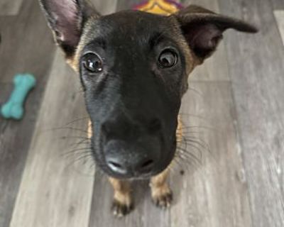 Dash - Belgian Malinois Male Puppy for Adoption