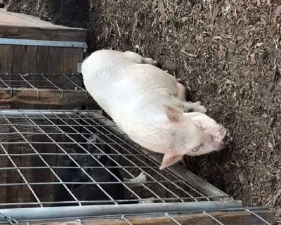 Pregnant mini pig for sale