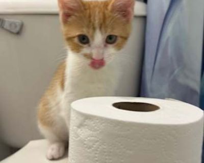 When you adopt a pet from Midwest Animal Rescue and Services, your adoption fee covers: Microchip and registration, Core Vaccines including Rabies, Distemper and bordetella, age appropriate heartworm testing or FeLV-FIV testing, sterilization, heartworm/flea-tick prevention and deworming while in foster care.. Shots current Housetrained. Breed Domestic Shorthair Color Age Kitten Sex Male Pet ID...