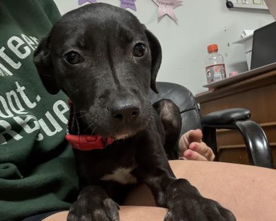 Nori - Labrador Retriever & Pit Bull Terrier Mix Female Puppy for Adoption