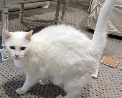 Adult. White. Hair: short. This beautiful blue eyed white kitty is deaf. (Happens often with Blue eyed, solid white cats.) Her family is having their 3rd baby and feel that they are not giving Lily the attention she needs and deserves. She is very sweet and affectionate (not afraid of the vacuum cleaner!) and is in need of a loving forever home. Lilly is 15 years old and a senior. Can you provi...