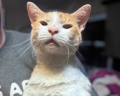 Cheeto - Domestic Shorthair Female Cat for Adoption