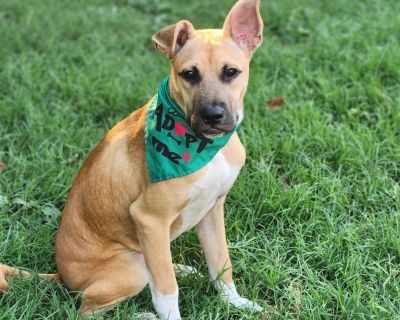 Teddy AL - Boxer & Shepherd Mix Male Puppy for Adoption