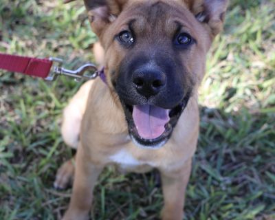 Pumpkin Pie - The Sweetest Boy - Labrador Retriever & Boxer Mix Male Dog for Adoption