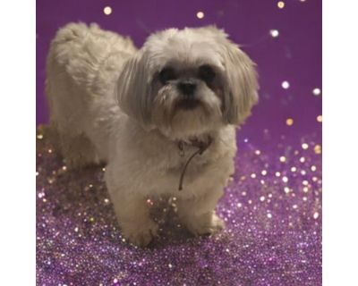 Salt & Pepper (Bonded Pair) - Shih Tzu Female Dog for Adoption