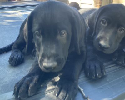 Lab Puppies - Wichita, Ks Classifieds | Claz