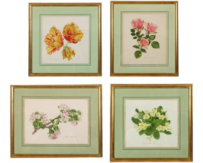 Set of Four Framed Botanical Watercolors by Alistair Gordon