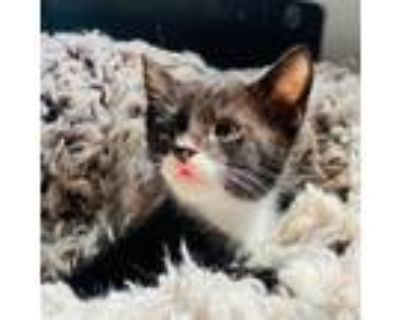 Adopt Bobby a American Shorthair / Mixed (short coat) cat in San Diego