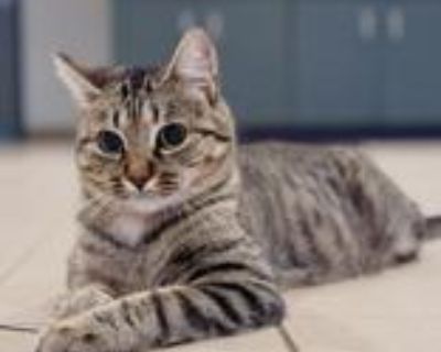 Patty is a one-of-a-kind little cat with a big personality! She s full of spunk, sparkle, and silly antics - always ready to explore, chase, and pounce her way through the day. Her favorite things in the world? Feather toys, bright neon balls, and anything that shimmers or sparkles. If it moves, Patty s on it! This bright girl does have some vision and hearing impairments, but don t be fooled -...