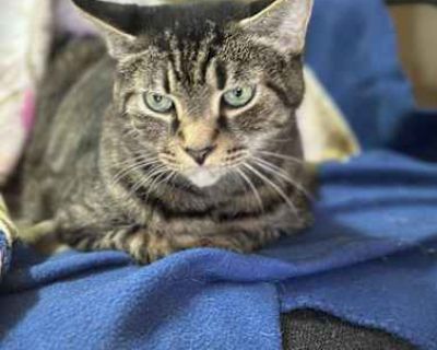 Tommy - Domestic Shorthair Male Cat for Adoption