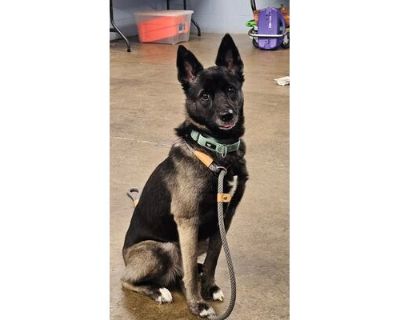 Arwen - German Shepherd Dog/Mixed Breed (Medium) Mix Female Dog for Adoption