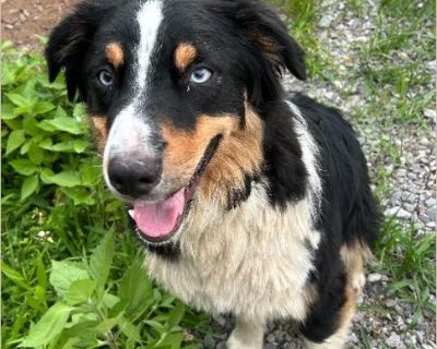 - Male Puppy Australian Shepherd for Adoption