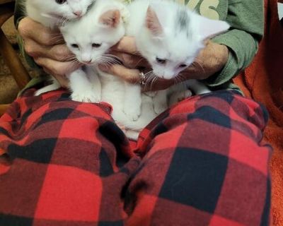 giveaway 3 white kittens