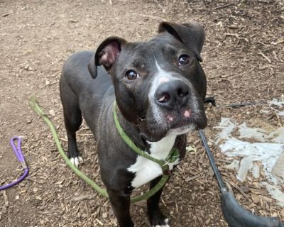 Meet Oliver! Oliver is an adorable, younger pup who came into CHS as a lost dog and was not reclaimed. While he is a bit timid at first, he is quick to EXPLODE into play and loves toys, people, and other dogs! Known as a 'playgroup rockstar', his personality really comes through and he loves a good romp in our play yard. Come meet him today! Primary Color: Black Secondary Color: White Weight: 3...