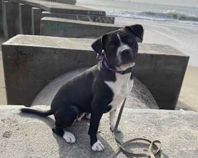 Tiny - Courtesy Post - Staffordshire Bull Terrier/Pit Bull Terrier Mix Female Dog for Adoption
