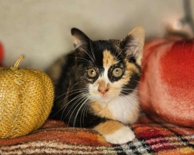 Child. Black & white or tuxedo. Hair: short. Microchipped. Adoption process DOGS: $100.00 Includes: Spay/Neuter, microchip, all deworming to be parasite free, heartworm testing, heartworm preventative, flea and tick preventative, DA2PPV vaccination, Bordatella vaccination, nail trim/ear cleanings, as well as a FREE health exam and rabies vaccine at participating vet clinics. CATS: $50.00 Includ...