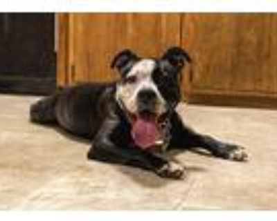 Anna, American Staffordshire Terrier For Adoption In Madison, Wisconsin