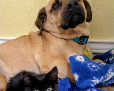 Absolutely gutted to make this pupdate. Our sweetest boy Rex has been returned to rescue after 4 months He is SUCH a sweet and easy going boy. He slipped on the stairs and there was concern he might be injured as it got icy out so he was brought back to us. Truth be told, his walking has improved even since we saw him last so that's exciting to know he is still making positive strides! He will ...