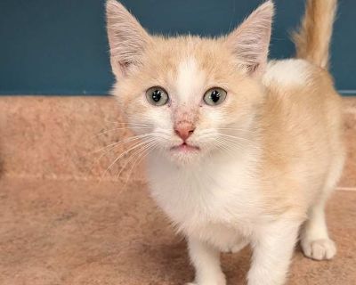 Child. Gray or blue (mostly). Microchipped. These kittens will be available Tuesday at 10 am. Their adoption fee is $25 or 2 for $25, kittens do better with a friend. Adoption process Adoption includes spay/neuter surgery, microchips, current vaccinations, worming, and flea-tick treatment. . Usual rates: $100 Puppy/small dog $80 Most dogs $25 Senior dogs and cats $50 Most Cats and Kittens Occas...