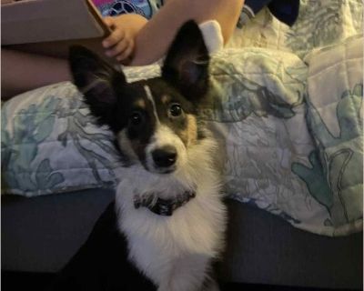 Chloe is Avery sweet girl.she does get a little nervous out side of her home.she is crate trained,leash trained and does well off leash as well.she is a toy Aussie,she does get excited,and does need exercise.she is good with older kids ,she has never been around babies.she is 2 1/2 years old.