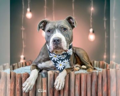 Elle - American Pit Bull Terrier Female Adult Dog for Adoption