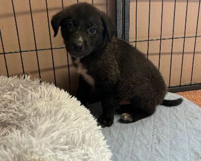 Doug - Great Pyrenees & Labrador Retriever Mix Male Puppy for Adoption