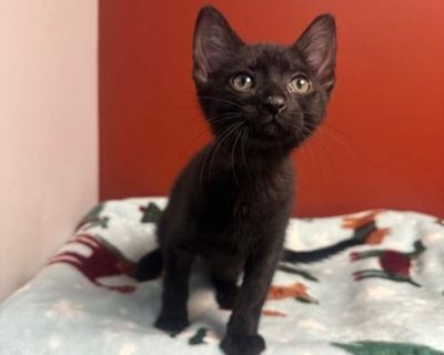 Beans - Domestic Shorthair Male Kitten for Adoption