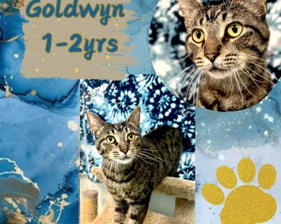 Goldwyn - Domestic Short Hair Male Cat for Adoption