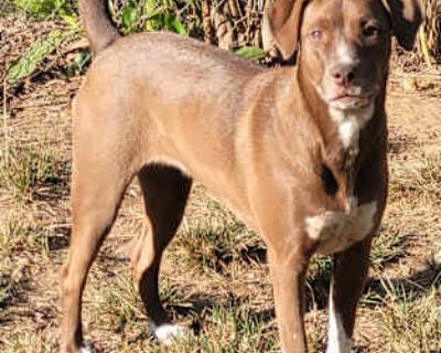 Lucy - Mixed Breed (Medium) Female Dog for Adoption