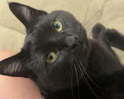 Deku - American Shorthair Male Cat for Adoption