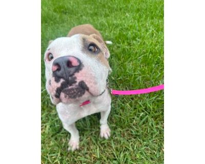 Onion - American Bulldog/Lhasa Apso Mix Female Dog for Adoption