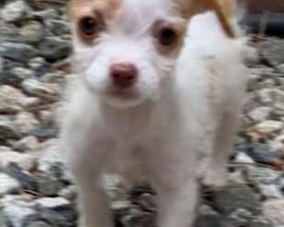 Petunia - Jack Russell Terrier/Maltipoo Mix Female Puppy for Adoption