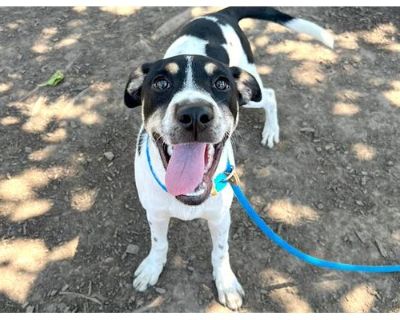 BEAU - Labrador Retriever Male Dog for Adoption