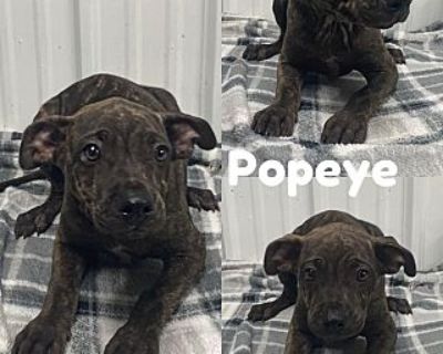 Popeye - Black Mouth Cur Male Puppy for Adoption