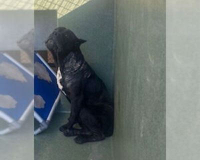 Adult * Location Downey, CA, 90242 USA USA *. Dog Breed: Cane Corso Mastiff (medium coat). Physical Attributes Coat Length: Medium Additional Information Was the Dog Found No