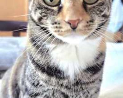Teacup - Domestic Shorthair Female Cat for Adoption
