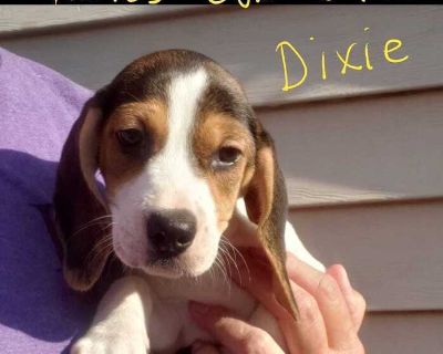 Dixie - Beagle - Beagle Female Puppy for Adoption