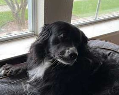 Holly - Bernese Mountain Dog/Border Collie Mix Female Dog for Adoption