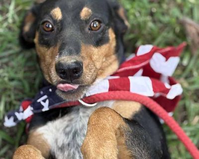 Young. Tricolor (tan/brown & black & white). Microchipped. Meet Darby, he s an adorable, loving super sweet boy who will can t wait to be your best friend. Darby is the sweetest little guy you'll ever meet! This gentle soul is quiet, loving, and well-mannered, making him the perfect companion. Despite a spinal injury that affects his bowel control, Darby is on medication that we're hopeful will...