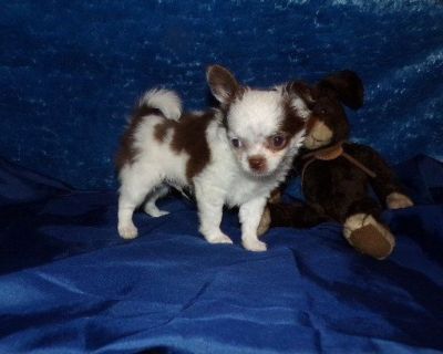 AKC Long Coat Apple Head Chihuahua Puppies