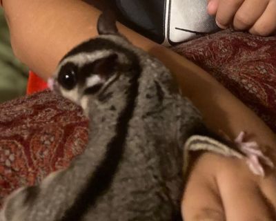 Sugar gliders
