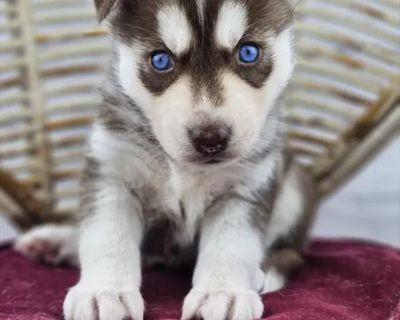Maple - Female Siberian Husky Puppy for Sale