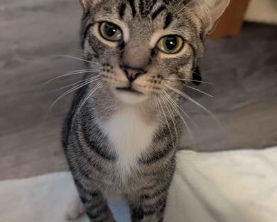 Meet Stewart! If you are looking to get your cat a kitten, Stewart is your boy. He's a real "cat's cat" and loves to follow the lead of an older feline friend. He's shy and still coming around to people, but once you've earned his trust, he's a purr machine. He's also comfortable with cat-friendly dogs and wants to get to know them, once he realizes they're safe friends. Stewart is adorable, an...