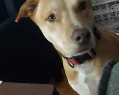 Gracie - Mutt/Schnauzer (Standard) Mix Female Dog for Adoption