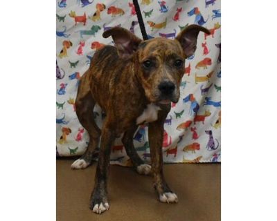 Naisa - American Pit Bull Terrier/Mixed Breed (Medium) Mix Female Puppy for Adoption