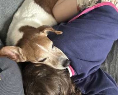 Jack - Jack Russell Terrier/Beagle Mix Male Dog for Adoption