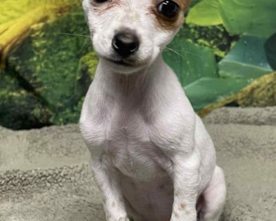 Maeve - Chihuahua Mix Female Puppy for Adoption